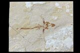 Fossil Flying Fish (Exocoetoides) - Lebanon #70427-1